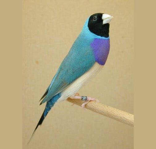 Gouldian Finch