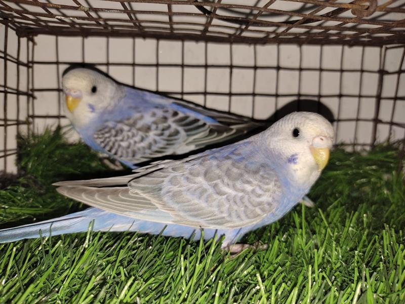 Budgies Birds