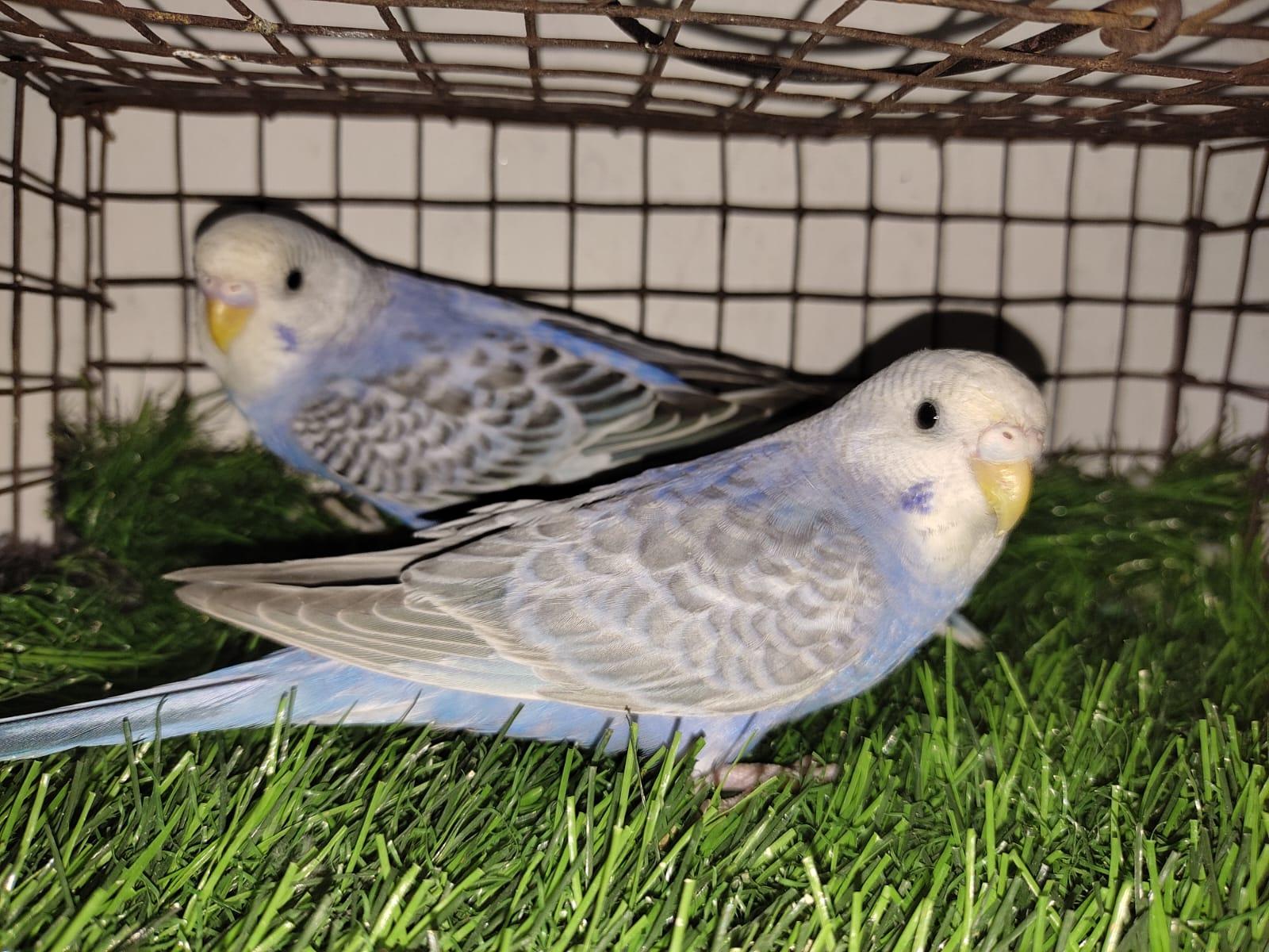 Budgies Birds