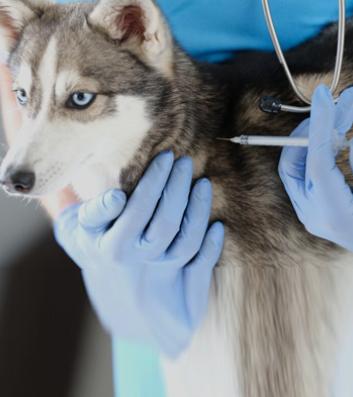 Pet Vaccination & Treatments