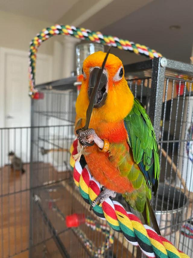 Sunconure Birds