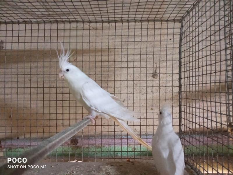 Cockatiel Birds