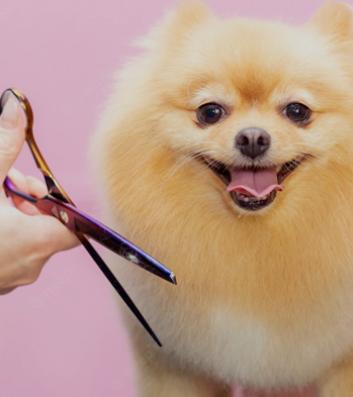 Pet Parlour & Grooming