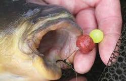 Artificial Baits