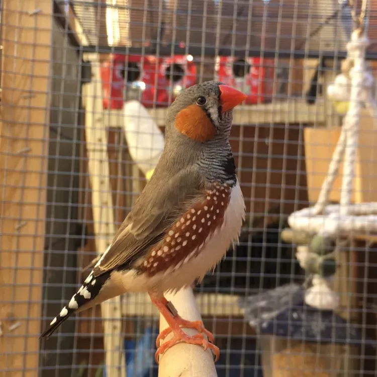 Zebra Finch